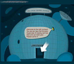 help - the control of the cell cycle game