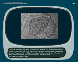 help - the control of the cell cycle game