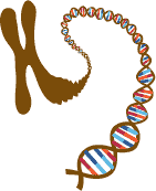 DNA